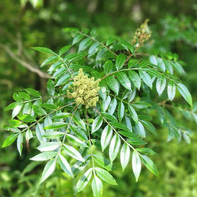 Winged Sumac (Rhus copallinum)
