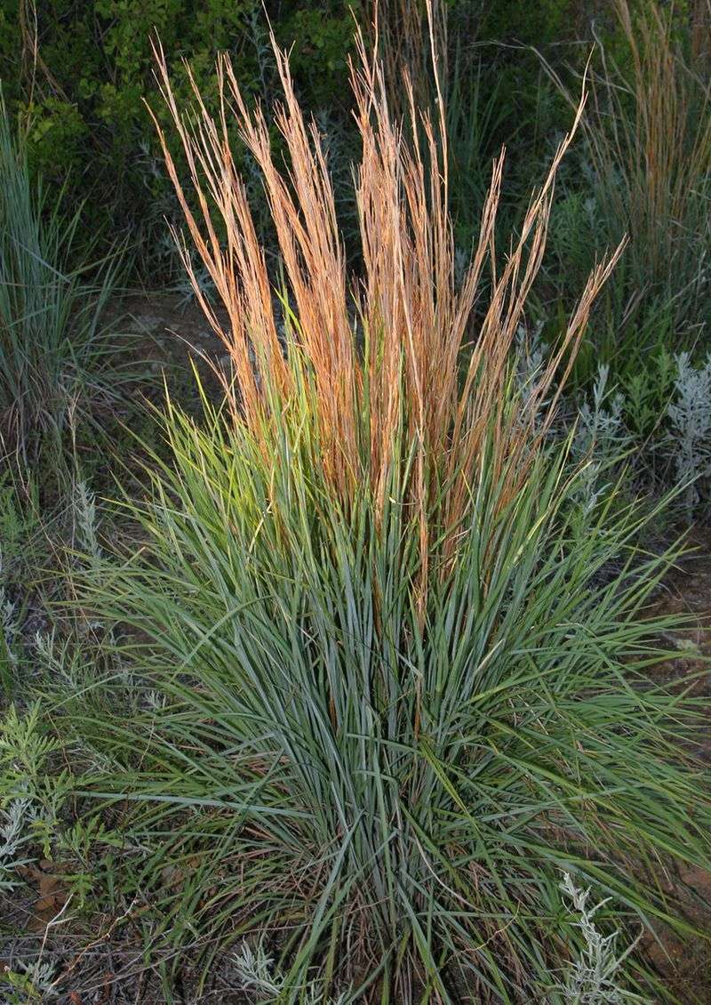Little Bluestem Forms Tough Clumps That Resist Erosion
