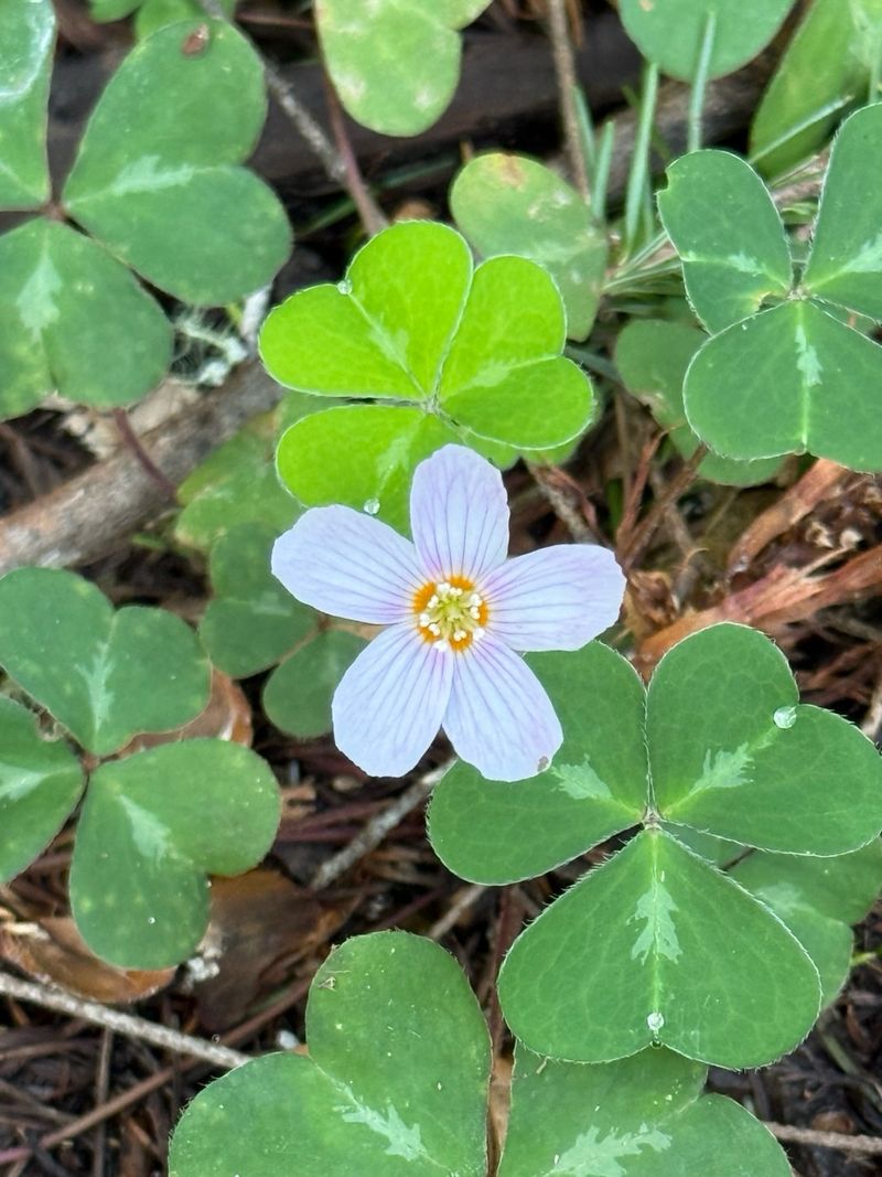 Oregon Wood Sorrel