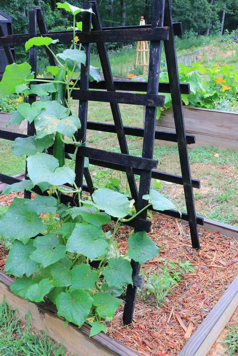 Wooden Ladder Trellis