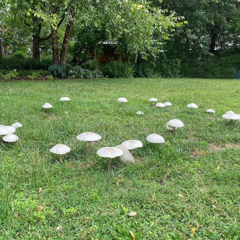 Fairy Ring That Turns Lawns Strange Overnight