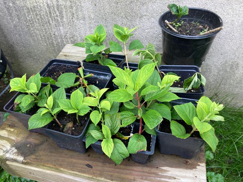 Healthy Non-Flowering Stems Root Faster And More Reliably