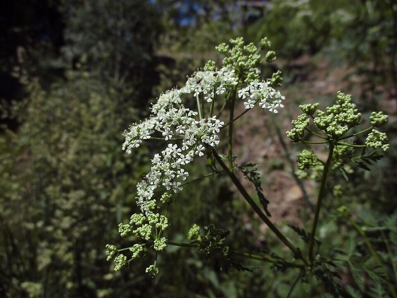 How To Identify Poison Hemlock In Pennsylvania Gardens