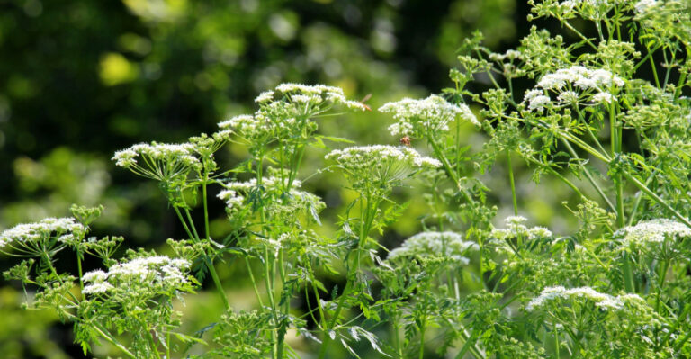 Take Immediate Action If You Spot This Plant in Your Pennsylvania Garden