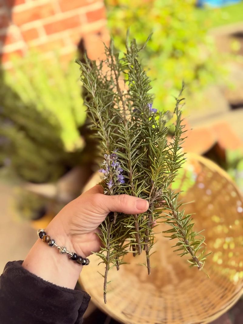 Remove Lower Leaves To Expose The Stem