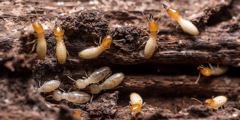 Plants That Attract Termites or Pests