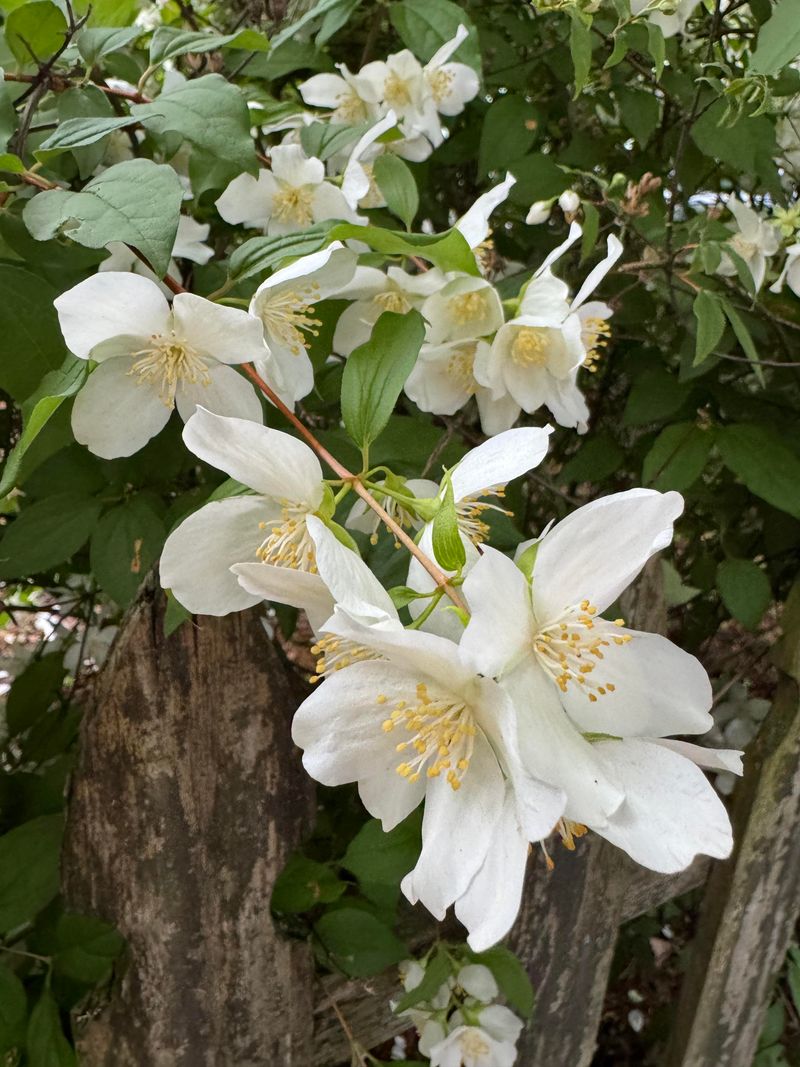 Lewis' Mock Orange