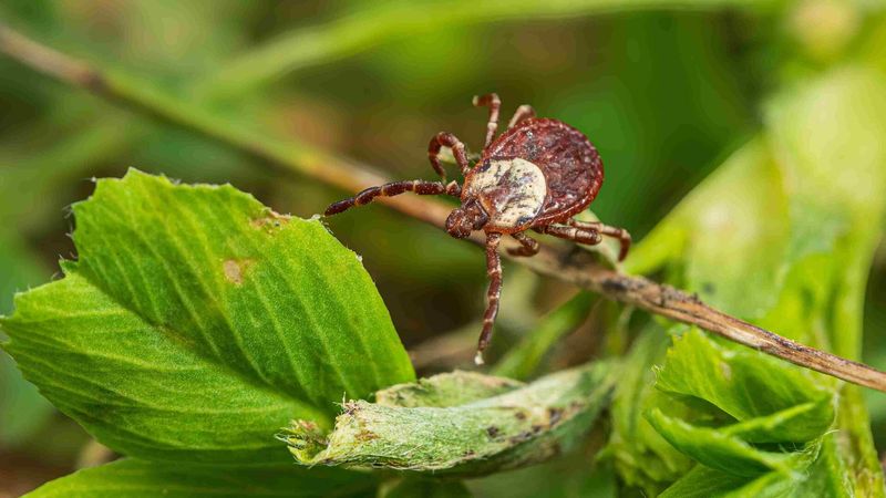 Brushy Edges Help Ticks Settle In