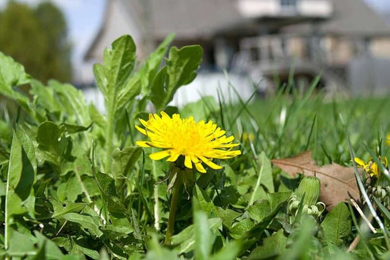 Weeds And Lawn Flowers Can Stand Out More Quickly