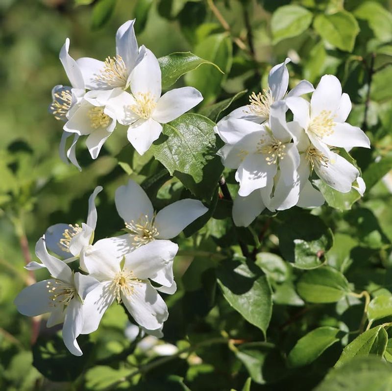 Mock Orange