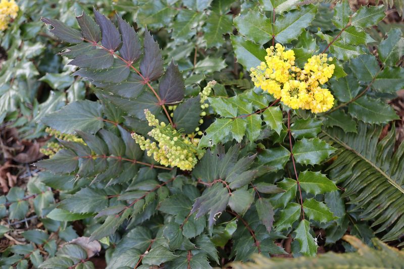 Creeping Oregon Grape