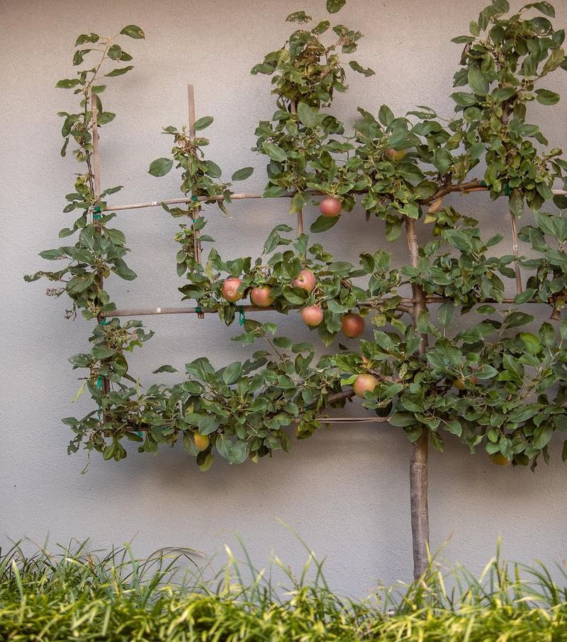 Espalier Apple Trees