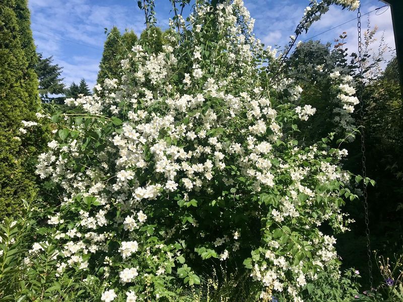 Western Mock Orange Adds Light Cover In Spring