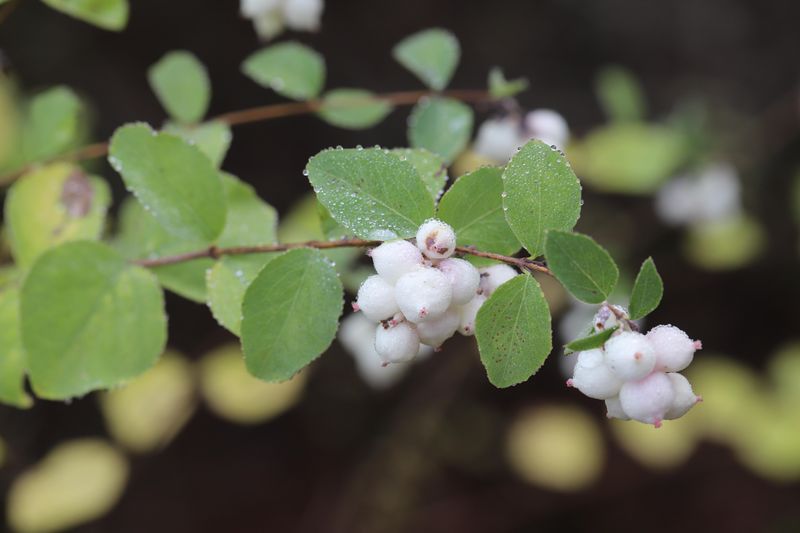 Snowberry