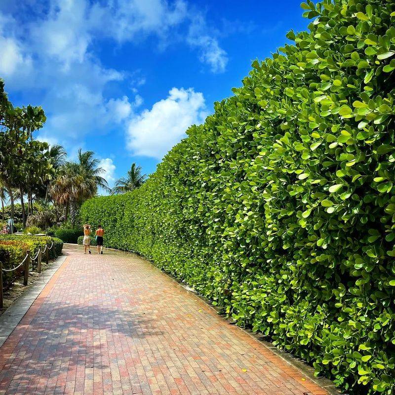 Clusia Forms Thick Tropical Privacy Walls