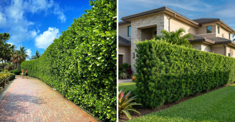 Tall Privacy Plants Florida Homeowners Are Planting This April