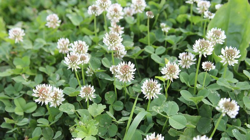Clover And Other Lawn Flowers Get More Room To Bloom