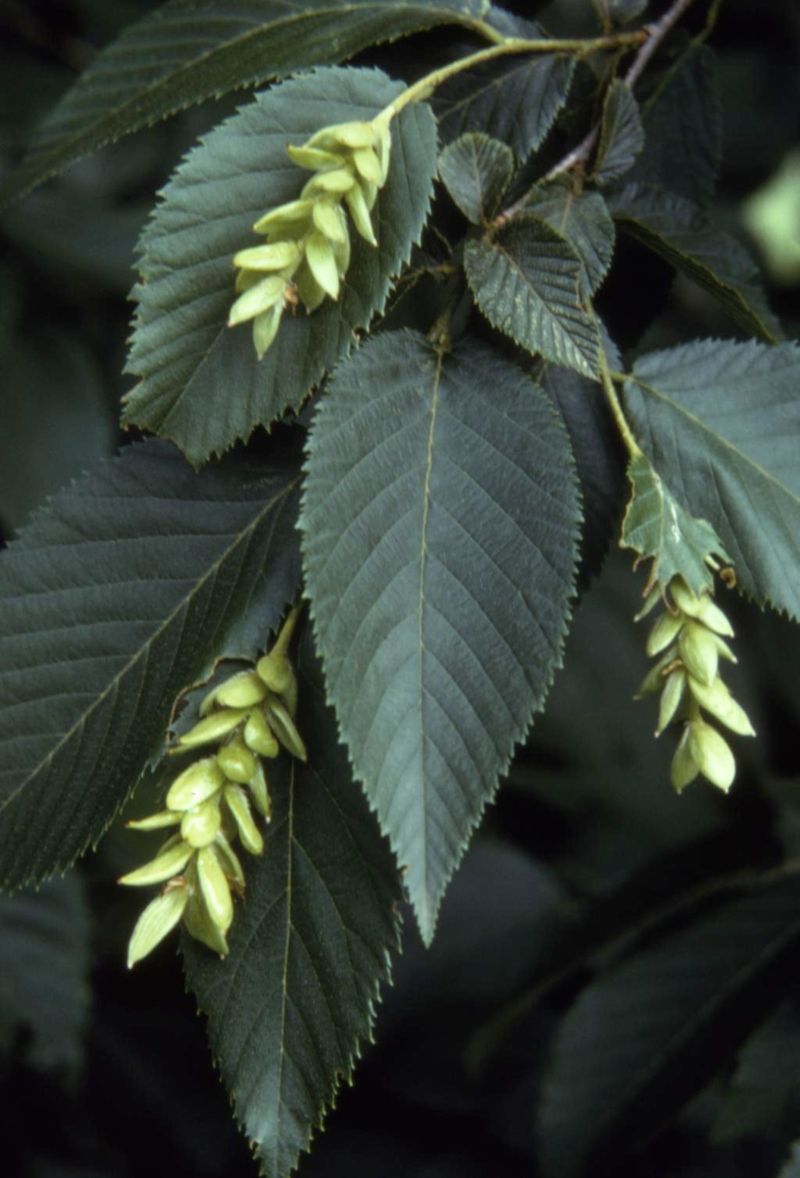 Eastern Hophornbeam (Ostrya Virginiana)