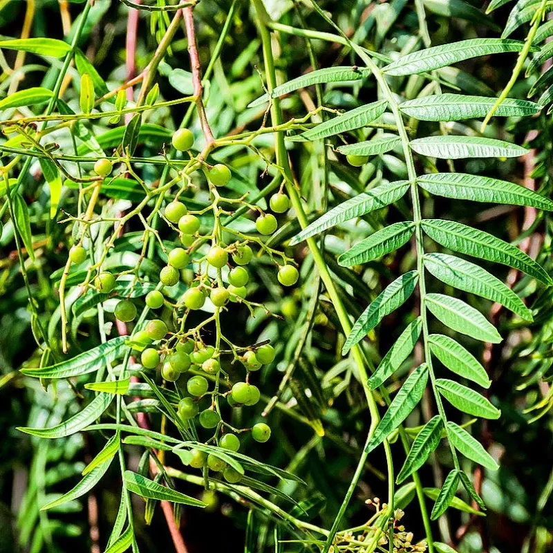 California Pepper Tree
