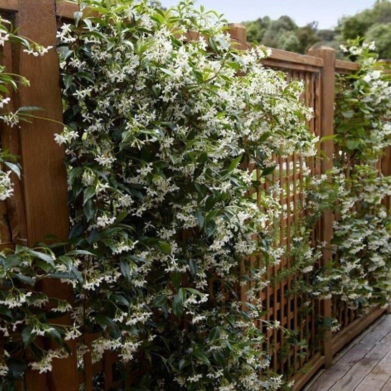 Star Jasmine Climbs With Training And Performs Best With Regular Water