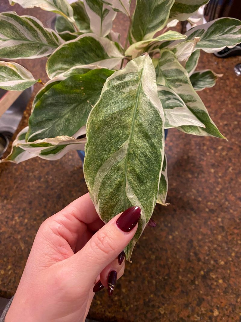 Direct Sunlight Fades Patterns And Stresses Leaves