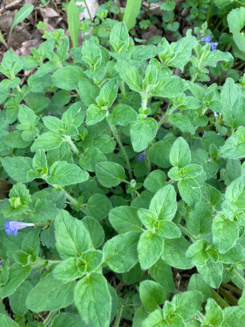 Marjoram And Oregano Share Similar Growth Needs In Full Sun