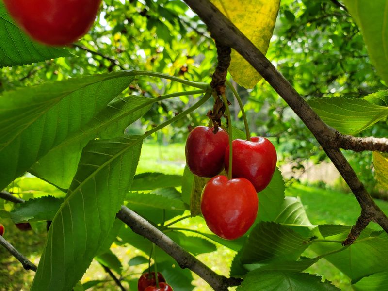Sweet Cherry Benefits From Selective Spring Pruning
