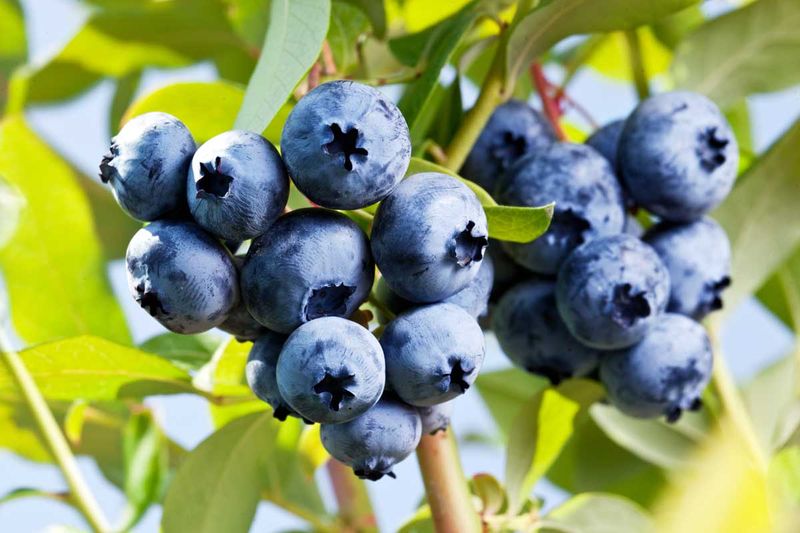 Blueberries With Tiny Bushes And Big, Flavorful Berries