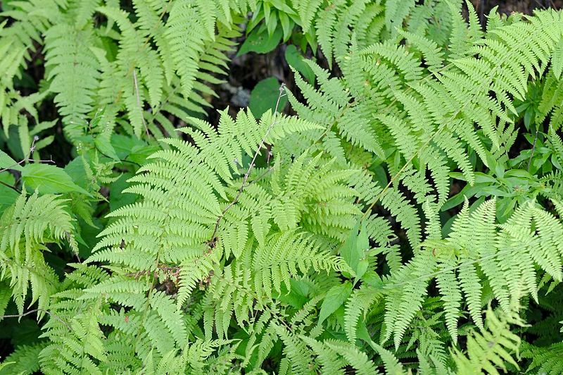 Hay-Scented Fern Spreads Quickly After Division In Moist Soil