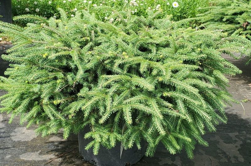Bird's Nest Spruce Brings Texture Without Bulk