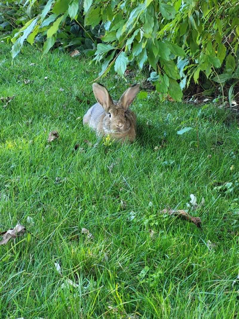 Toothpick Like Twig Tips