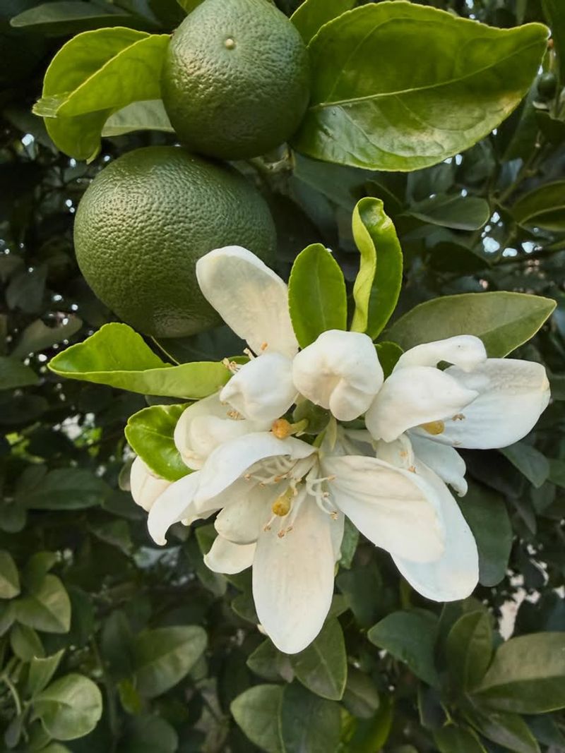 Citrus Blossoms Smell Like Pure Florida Spring