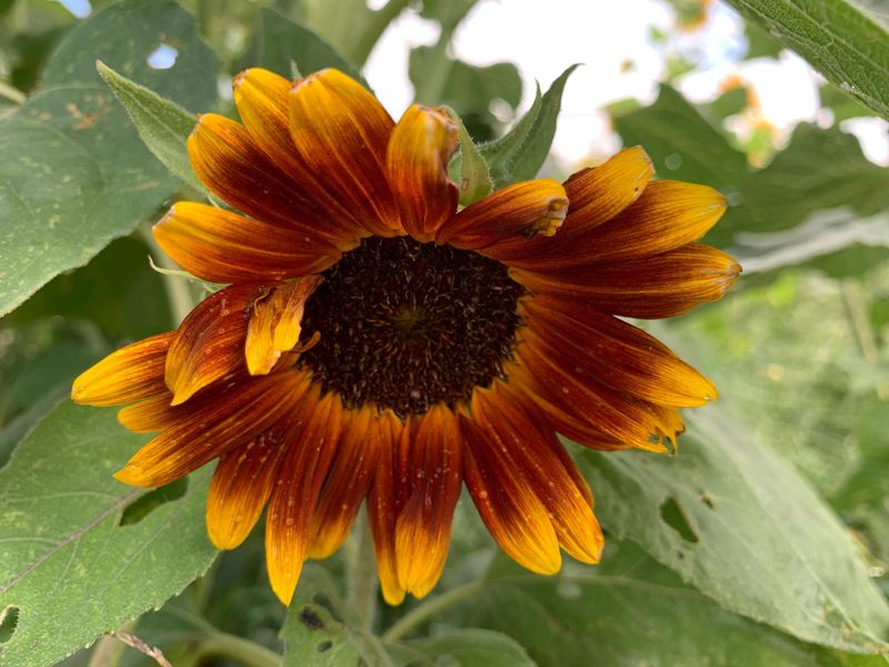 Little Becka Adds Warm Red And Gold Tones To Small Spaces