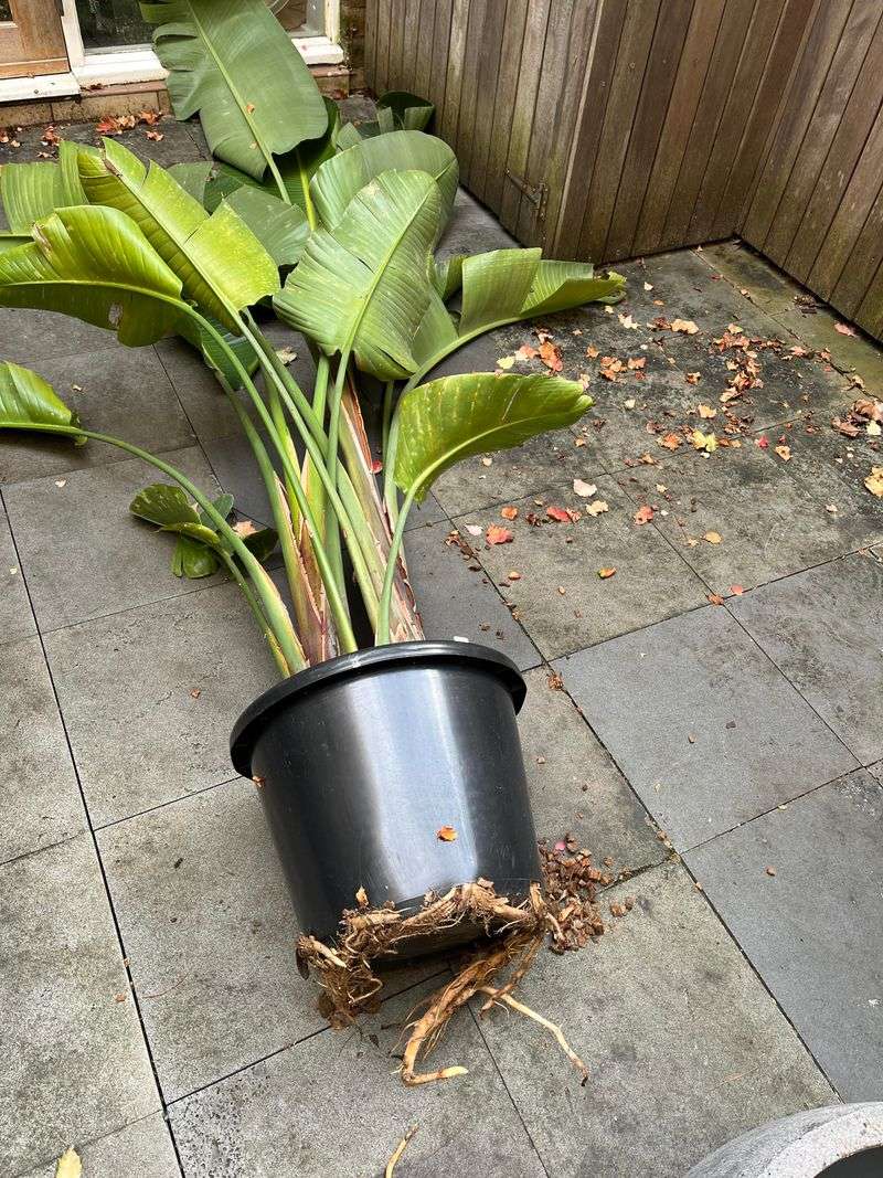Root Bound Conditions Can Either Help Or Restrict Blooming