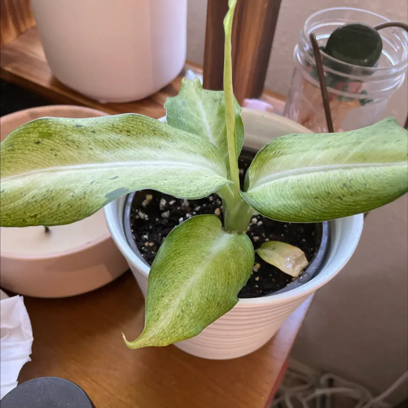 Poor Soil Or Lack Of Nutrients