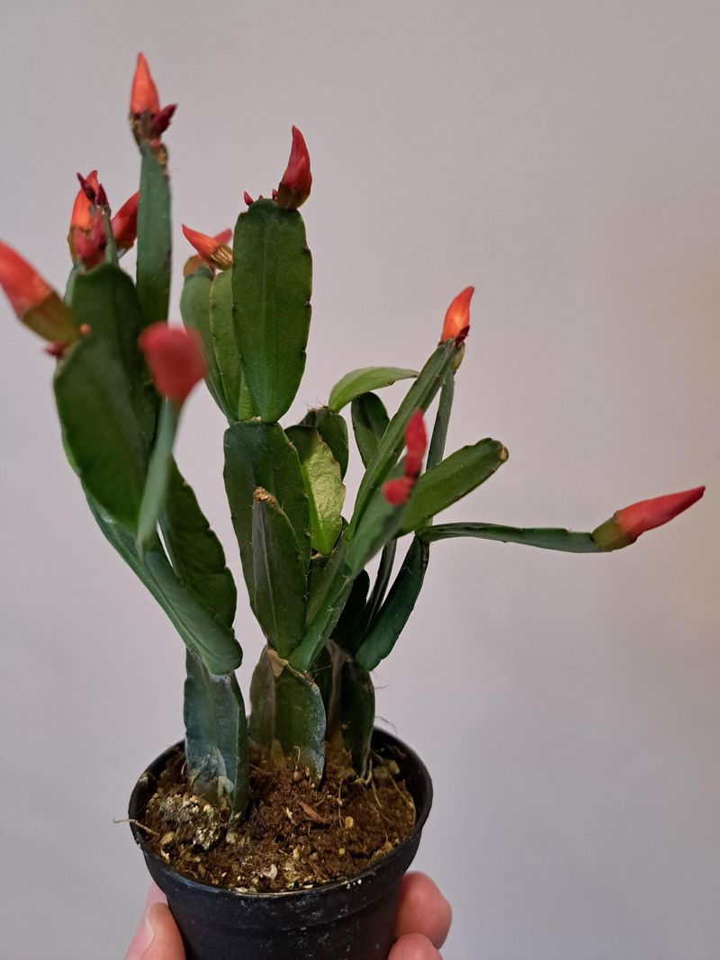 Salt Buildup From Water And Fertilizer Can Affect Growth