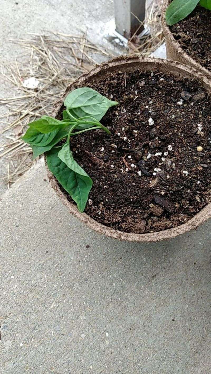 Transplant Shock Slows Growth After Planting