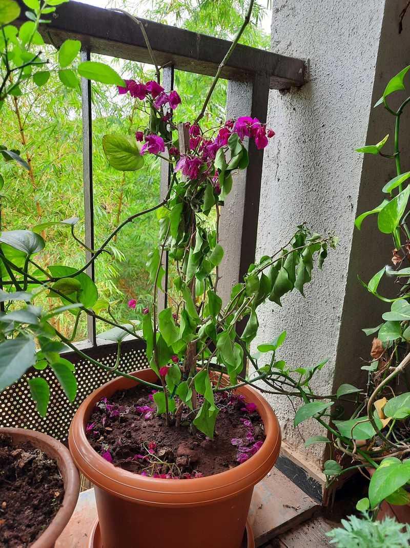 Too Much Water Reduces Blooming