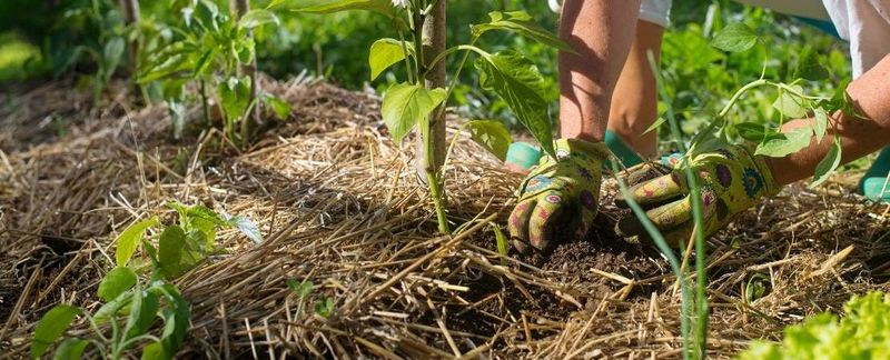 Refresh Mulch Before Soil Temperatures Climb