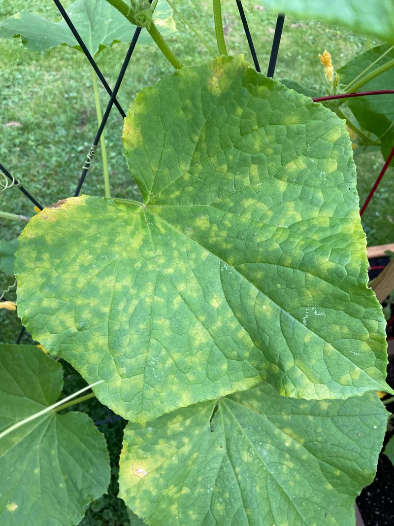 Correct Magnesium Deficiency