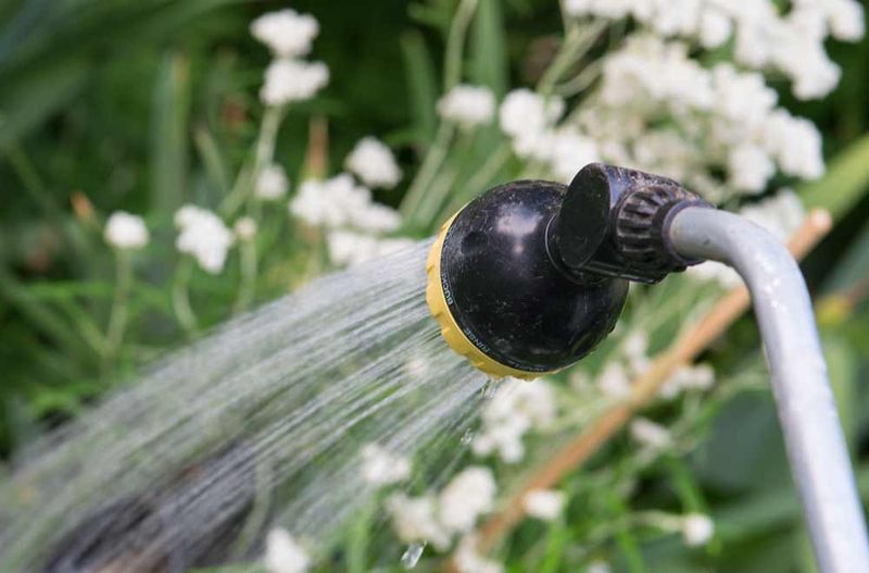Deep Watering Beats Frequent Light Sprinkles