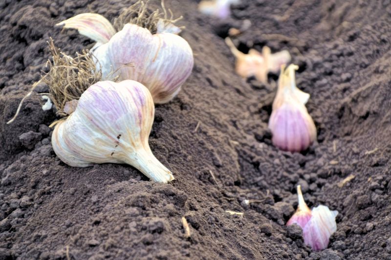 Space Cloves Properly For Bigger, Healthier Bulbs