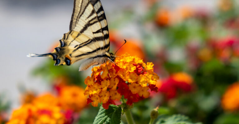 Texas Balcony Pollinator Plants To Grow And Ones To Skip