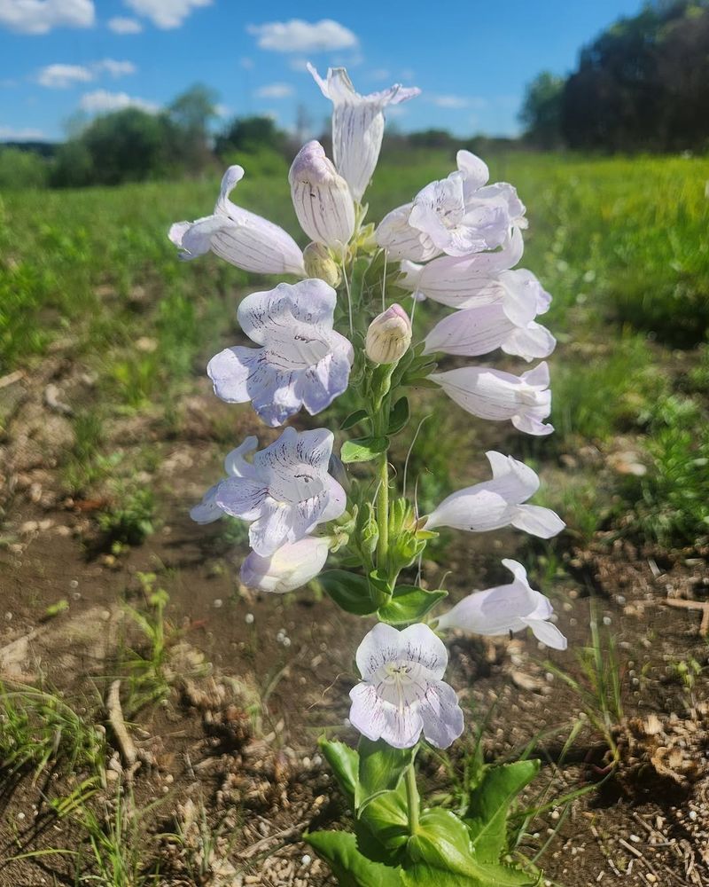 Cobaea Beardtongue 