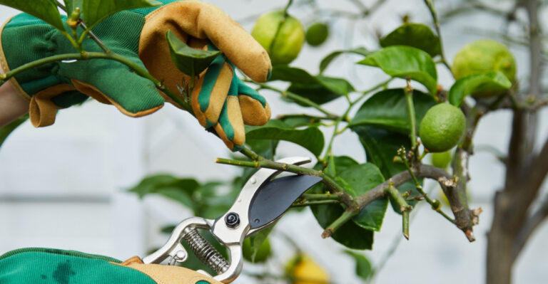 Texas Citrus Tree Care Checklist For April Before Summer Heat