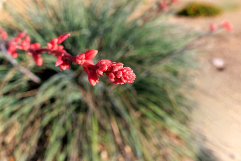 red yucca