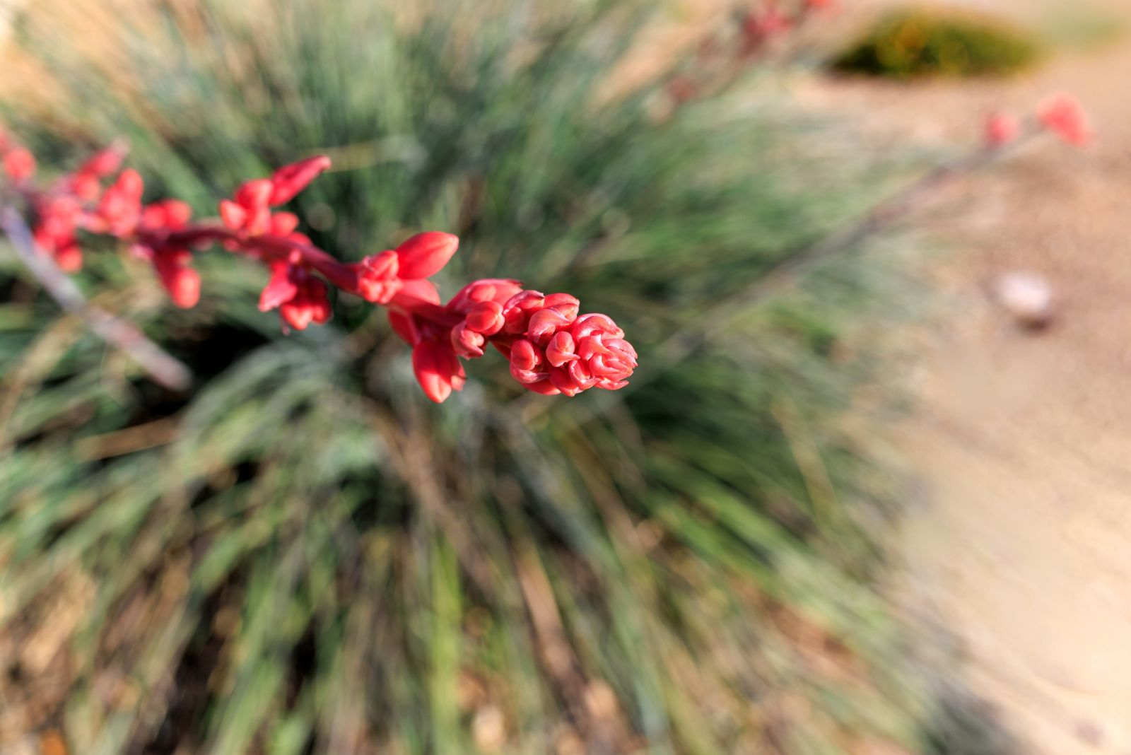 red yucca