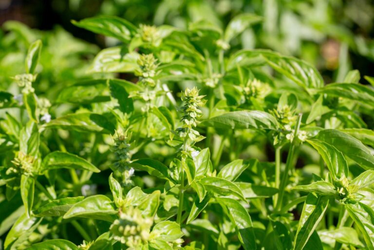 basil