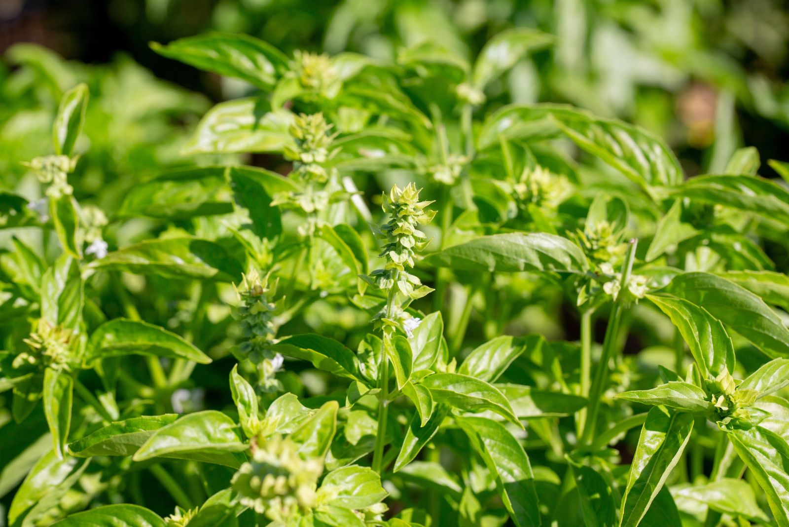 basil
