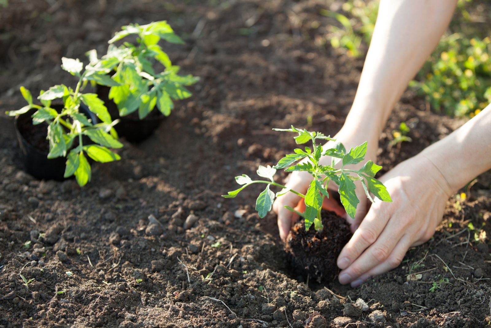 planting tomatoes